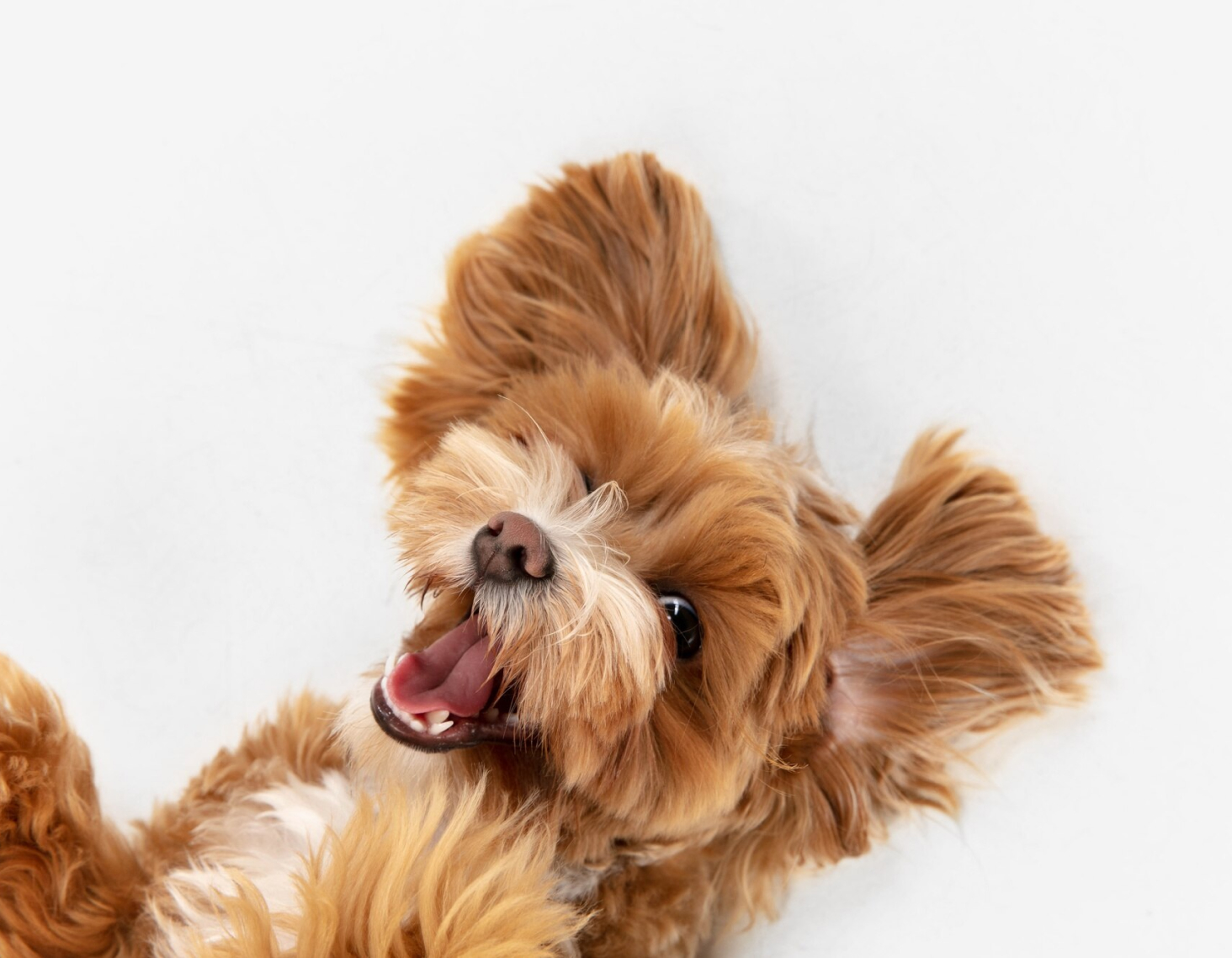 Top 5 Dog-Friendly Destinations for Your Next Adventure